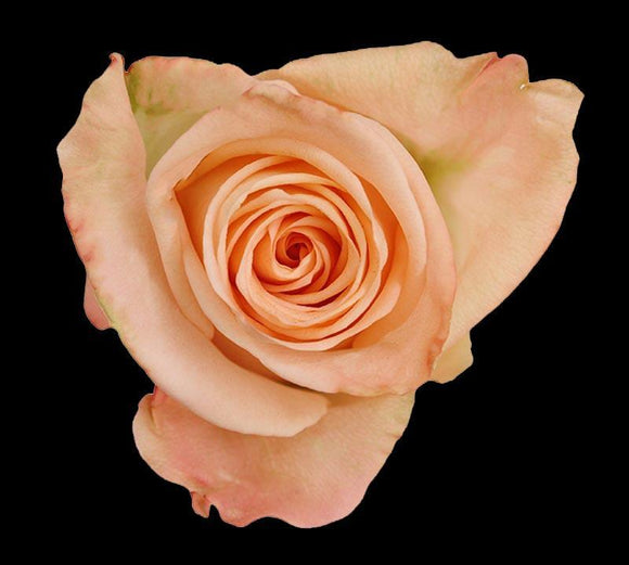 Valentines Rose Tiffany