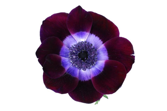 Anemone Purple