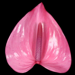 Anthurium Allure pink