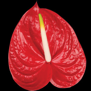 Anthurium Carisma red