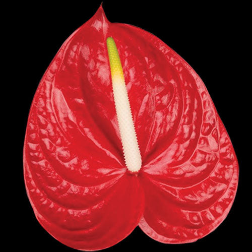 Anthurium Carisma red