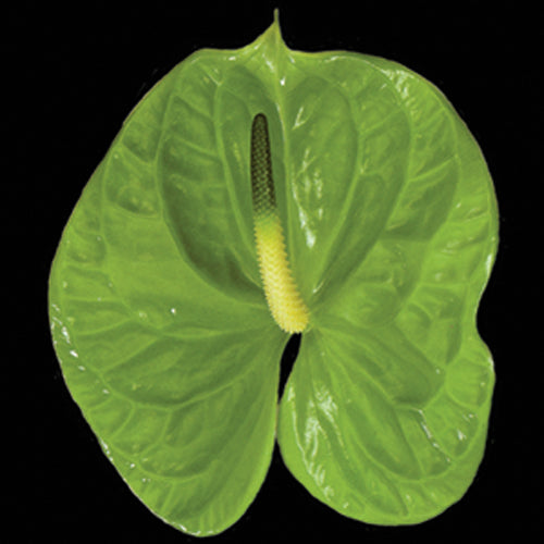 Anthurium Midori green