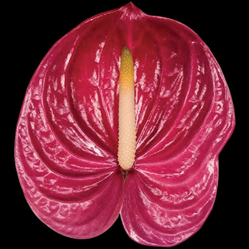 Anthurium Milanello dark pink