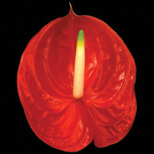 Anthurium Tropical red