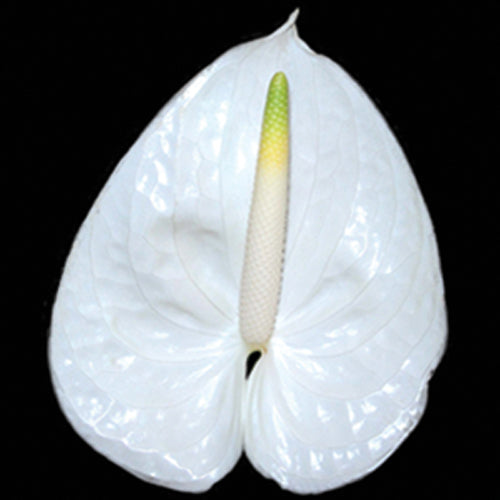 Anthurium Angel white