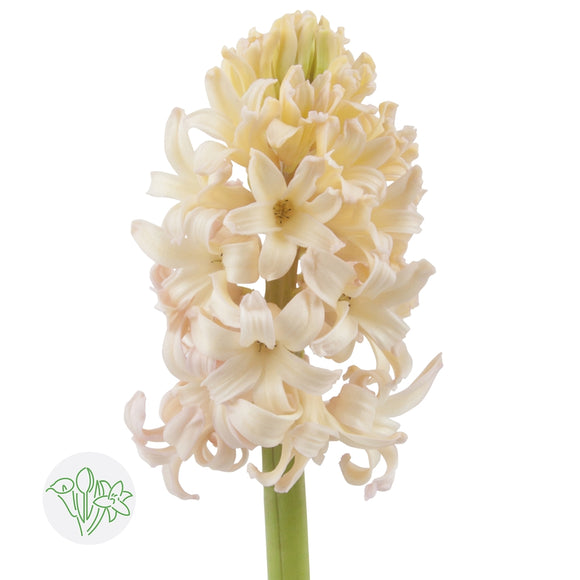 Hyacinth Apricot