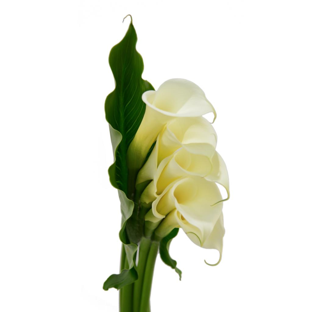 Calla Lily – Import Flowers Nashville