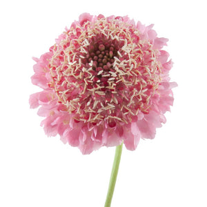 Scabiosa Candy Scoop