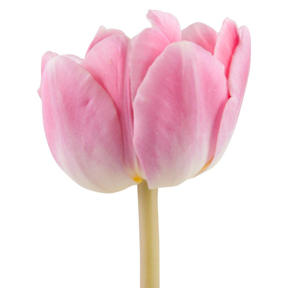 Tulip Double Pink