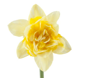Daffodil Dick Wilden
