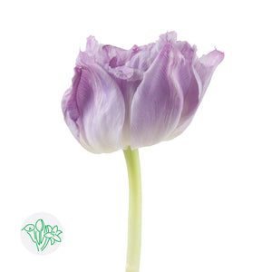 Tulip Double Lavender