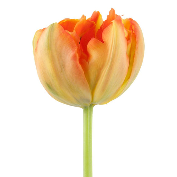 Tulip Double Orange