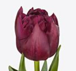 Tulip Double Purple