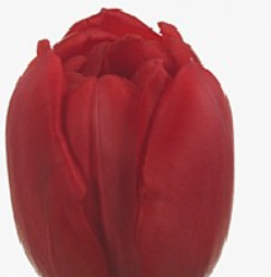 Tulip Double Red