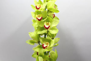 Orchid Cymbidium Green