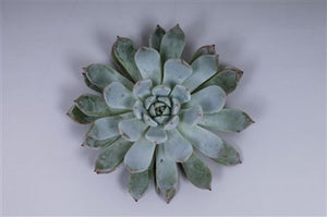 Succulent Mini Grey