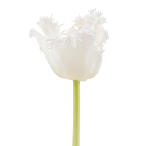 Tulip Frill White