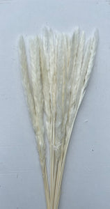 Bleached Reed
