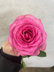Rose Sweet Unique