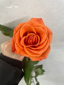 Rose Orange Crush