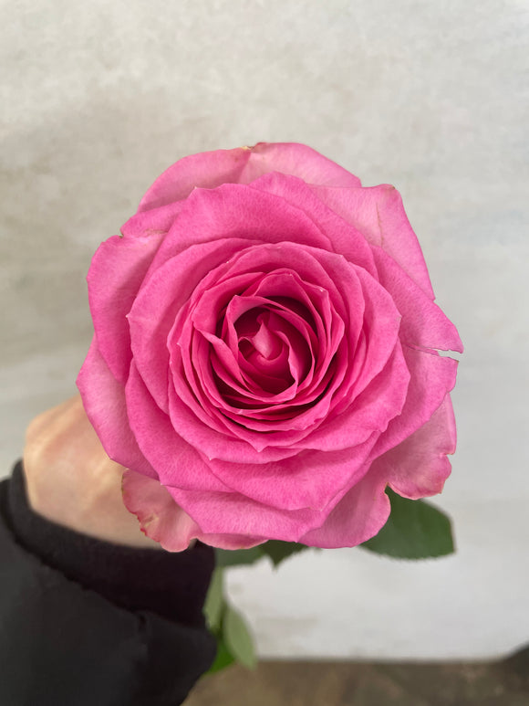 Valentines Rose Sweet Unique