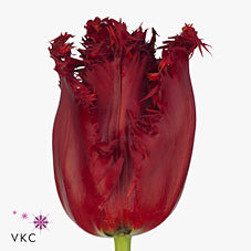 Tulip Frill Red