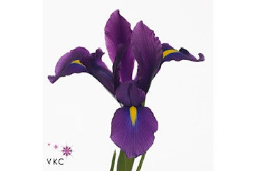 Iris Purple