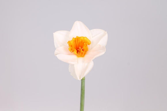 Daffodil Johann Strauss