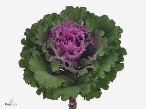 Kale First Lady (5 stem bunch)