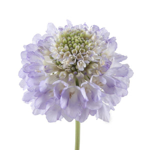 Scabiosa Lavender Scoop