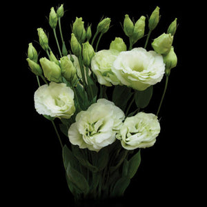 Lisianthus large green