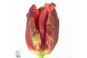 Tulip Parrot Red