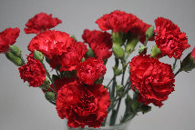 Mini Carnation Red