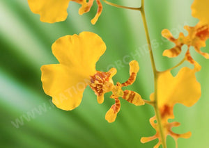 Orchid oncidium yellow