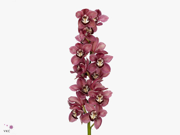 Orchid Cymbidium Dark Pink