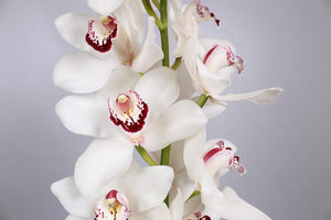 Orchid Cymbidium White