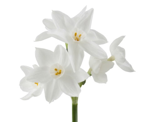 Daffodil Paperwhite