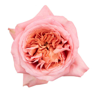 Valentine Rose Pink Expression