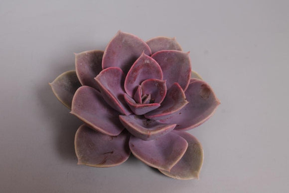 Succulent Medium Purple