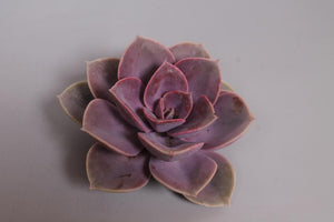 Succulent Mini Purple