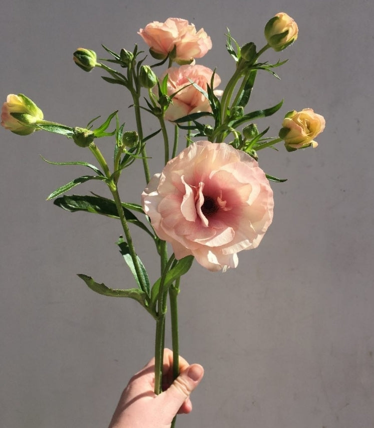 Pink Ranunculus Import Ranunculus – Import Flowers Nashville