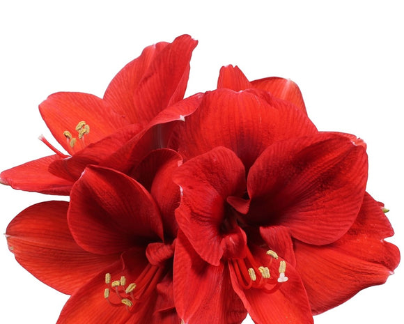 Amaryllis Red (5 stems)