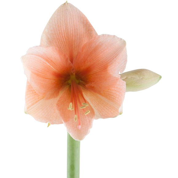 Amaryllis Rilona (5 stems)