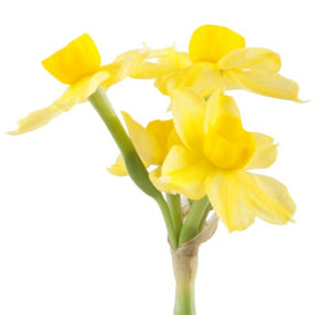 Daffodil Soleil D'Or