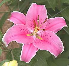 Lily Oriental Pink Sorbonne