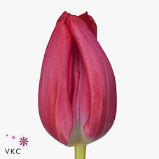 Tulip Pink