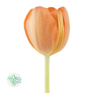 Tulip Orange