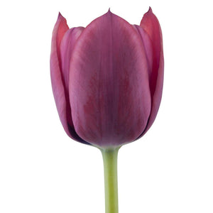 Tulip Purple