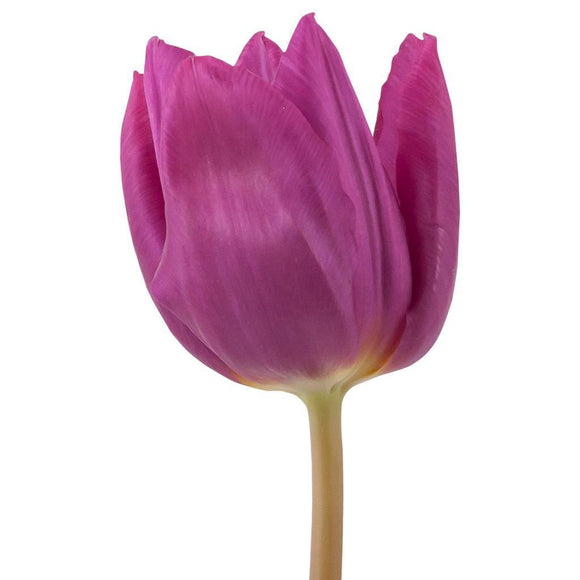 Tulip Lavender