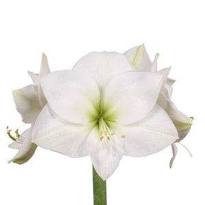 Amaryllis White (5 stems)